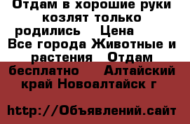 Отдам в хорошие руки козлят.только родились. › Цена ­ 20 - Все города Животные и растения » Отдам бесплатно   . Алтайский край,Новоалтайск г.